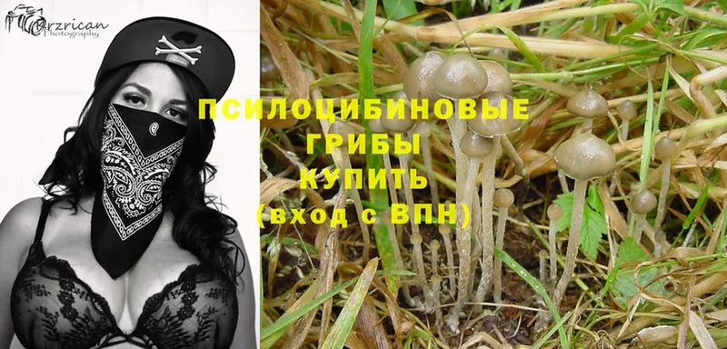 купить  сайты  Руза  Галлюциногенные грибы Magic Shrooms 